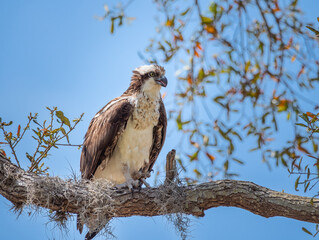 Osprey on a limb, Howey-in-the-Hills, Florida, US