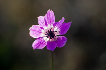 Fototapeta premium A poppy anemone flower with purple color. Anemone coronaria. Green nature background. Springtime in Greece. Selective focus.