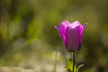 A poppy anemone flower with  purple color. Anemone coronaria. Green nature background. Springtime in Greece. Selective focus.