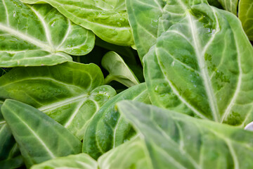 Alocasia Houseplant Leaves Dark Green up close rare