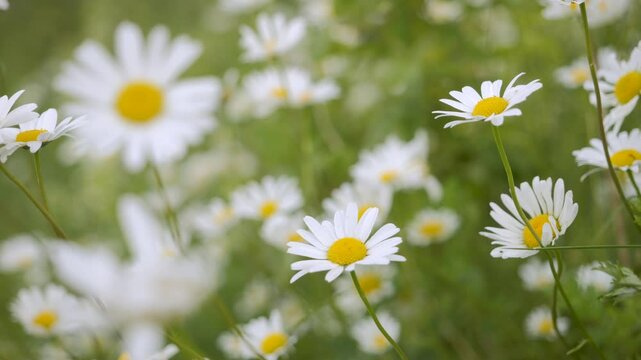 Field of White Daisies in Wind Swaying Close up. White Blooming Chamomile Flowers Summer Field Meadow Close-up. Wildflowers in Nature Spring. Environmental Conservation, Ecosystem. Beautiful Daises.