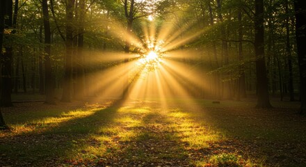 Obraz premium Golden sunbeams illuminate a serene forest at sunrise capturing tranquility and nature's beauty