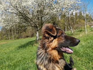 german shepherd dog in grass