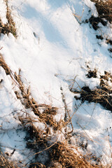 Dry grass is knocked out from under the snow