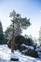 snow covered pine in front of a boulder in winter