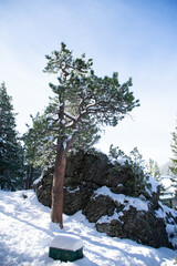 snow covered pine in front of a boulder in winter