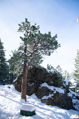 snow covered pine in front of a boulder in winter
