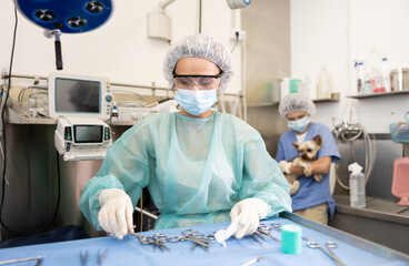 Woman veterinarian in full protective gear arranges instrument on table desktop, prepares to...