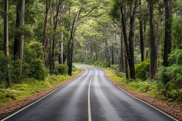Serene winding road through lush green forest with vibrant foliage
