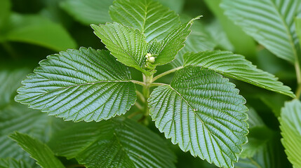 Detailed Close Up Of Green Leaves Showing Texture And Veins In Natural Sunlight