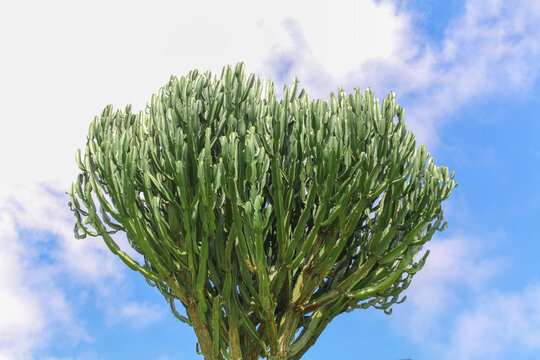 Candelabra Cactus (Euphorbia ingens) with dense green branches, silhouetted against blue sky with white clouds. Ideal for projects on botany, nature, and landscapes.