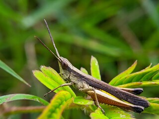 Brown Grasshopper on Green Leaf, Macro Detail