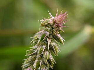 Wild Grass Flower, Spiky Texture, Macro Detail
