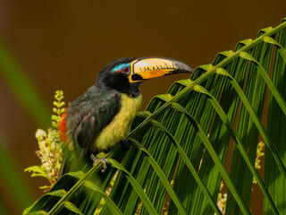 toucan in the jungle