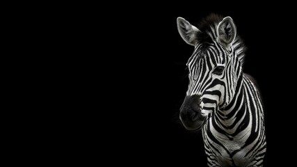 Fototapeta premium A black and white close-up of a zebra's head and stripes.
