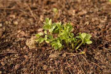 Ranunculus flower plant beginning to emerge in an outdoor flower garden.