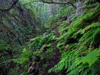 Into the Green Heart of El Hierro: Los Carboneros Trail on El Hierro, Canary Islands, Spain