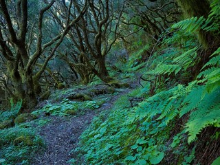 Enchanted Forest Trail, El Hierro, Canary Islands, Spain