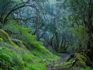 Whispering Green: The Ancient Forest of El Hierro, Canary Islands, Spain