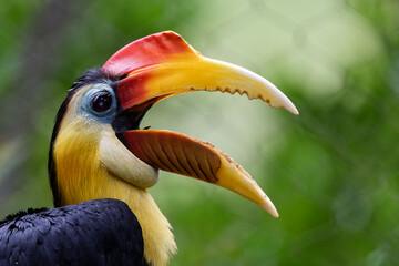 Horn for a bill