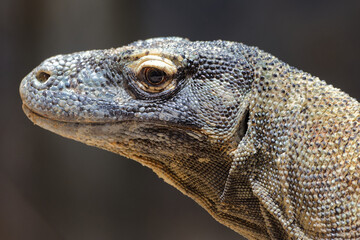 Venomous Attraction