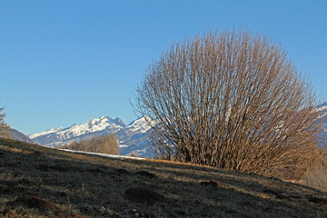 grande cespuglio e Cima Cece nella catena del Lagorai (Trentino)