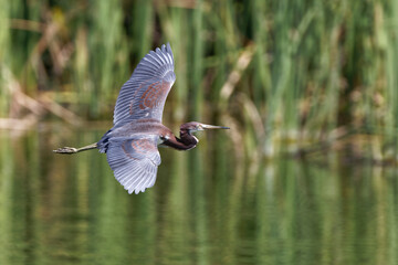 Tricolor Heron in flight