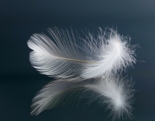 white feather on blue background