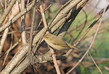 Luì piccolo (Phylloscopus collybita)
