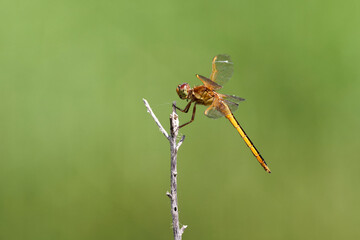 dragonfly on a leaf