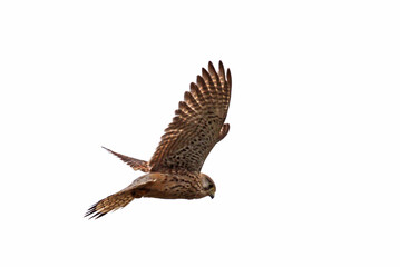 Gheppio (Falco tinnunculus) in volo sul suo terreno di caccia