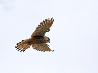 Gheppio (Falco tinnunculus) in volo sul suo terreno di caccia