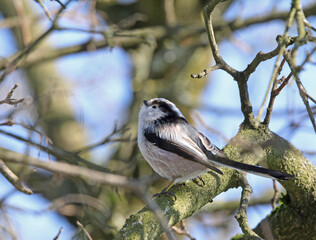 una pallina di piume con una lunga coda: codibugnolo (Aegithalos caudatus)