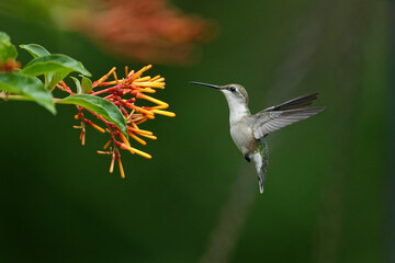 Humming bird