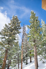 Fototapeta premium snow on the pines