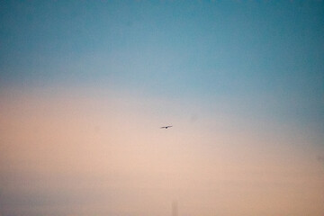 silhouette of a bird in the fading sky