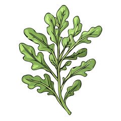 A Hand-drawn painting of a green  Arugula branch. Trendy abstract minimal style. Vector design, Vector illustration isolated on white background, Eps illustration
