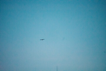 silhouette of a bird in the fading sky