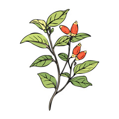 An illustration hand-drawn painting of a colorful  Ashwagandha branch plant. Trendy abstract minimal style. Vector design, Vector illustration isolated on white background, Eps illustration, vector