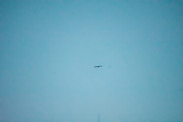 silhouette of a bird in the fading sky