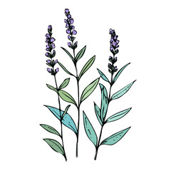 A watercolor Blue Vervain branch illustration in trendy abstract minimal style, vector illustration, and EPS format design.
