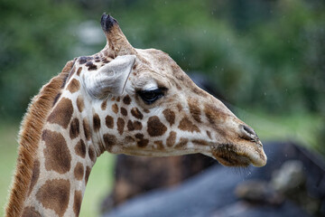 Giraffe 
