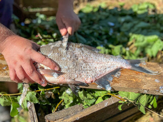 Fisherman removing fish scales with knife on wooden board