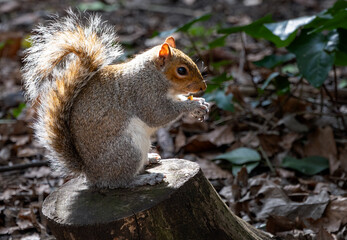 Sciurus carolinensis or Eastern grey squirrel eating on a tree stump, close up