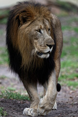 Fototapeta premium Catali Searches