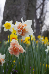 Fototapeta premium Lake Garda Daffodils
