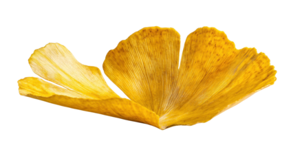 Ginkgo biloba yellow leaf on transparent background, showcasing autumn foliage and botanical detail for seasonal design