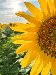 Sunflower blooming in field under summer sun with cloudy sky