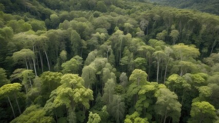Obraz premium Full panoramic view of a dense forest canopy.