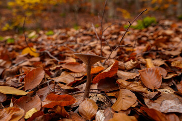 Lone mushroom on the leafy beech forest floor